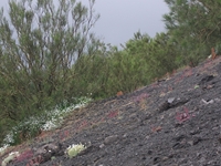 nte Rinatu-20110615 127